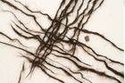 Etikett zu Textil (NHMW-PRAE-120775)